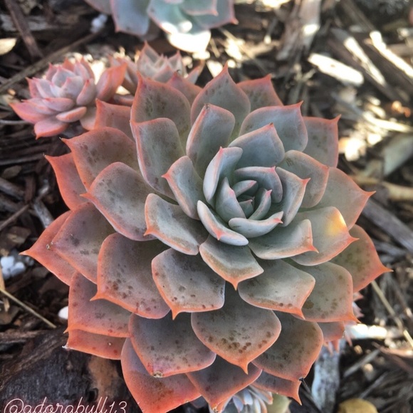 Meet your Posher, Amanda - Picture 1 of 1